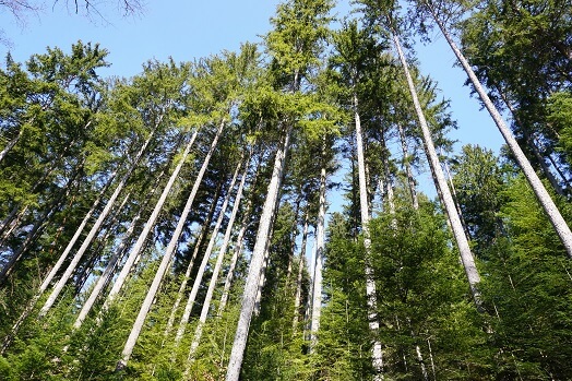 Hohe Bäume im Hölltal bei Schwäbisch Gmünd