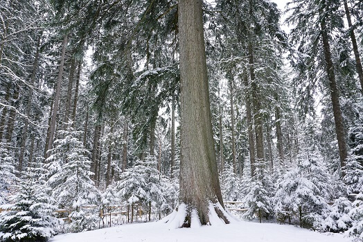 Mächtiger Baumstamm einer Schwarzwaldtanne