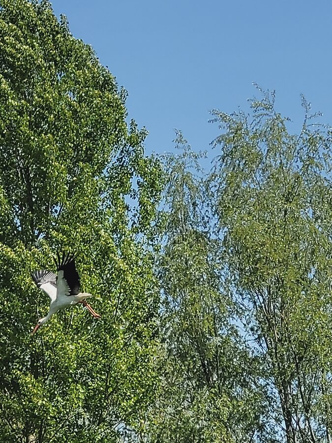 Weißstorch fliegt