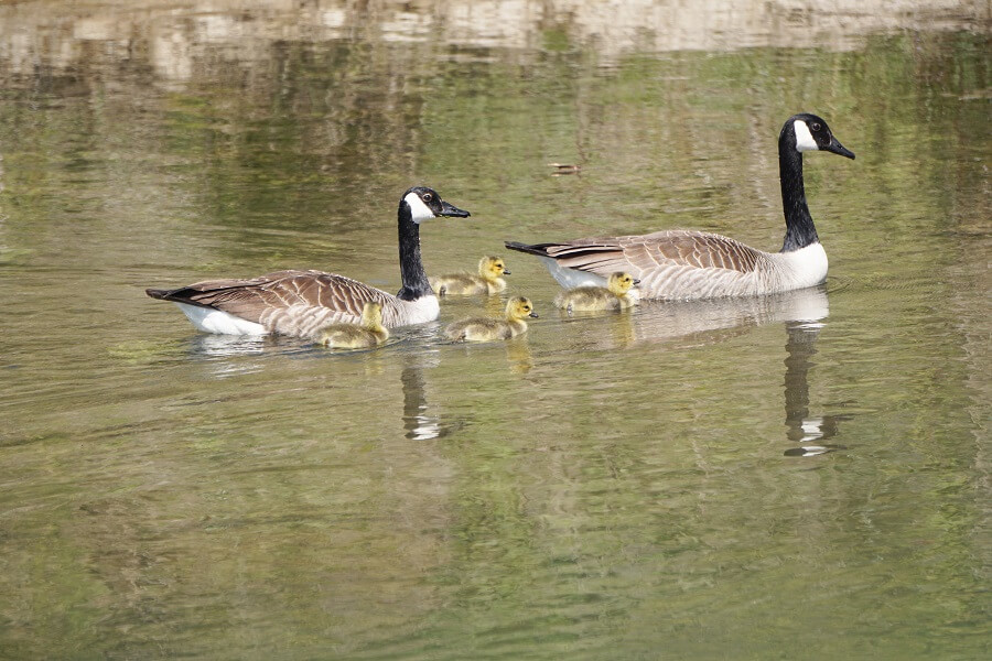 Entenfamilie auf Pader