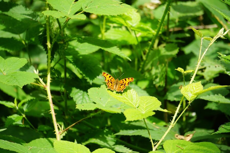 Bunter Schmetterling auf grünem Blatt