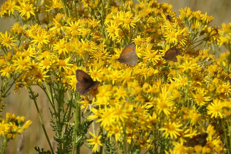 Schmetterlinge und gelbe Blumen
