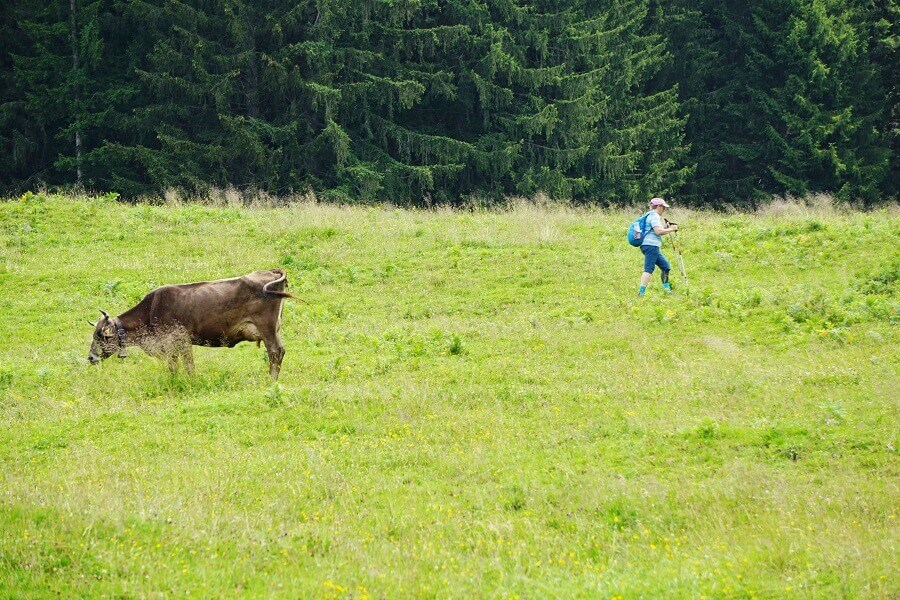 Wanderin und Kuh auf einer Weide