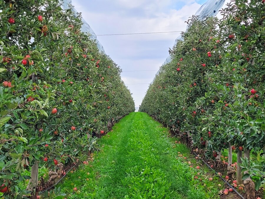 Apfelplantage am Radweg