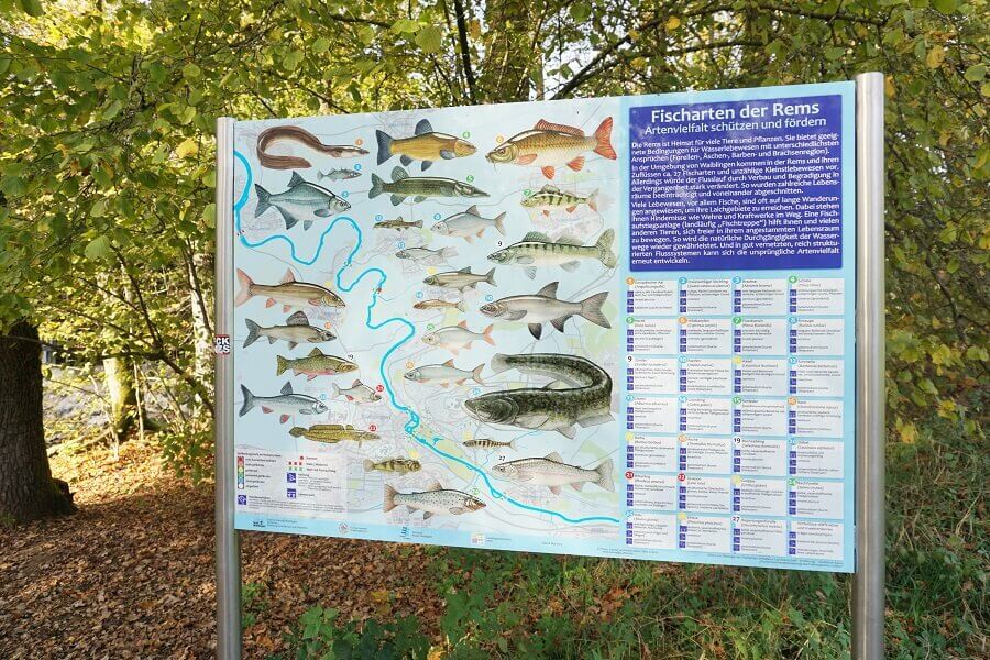 Übersichtskarte von Fischarten in der Rems