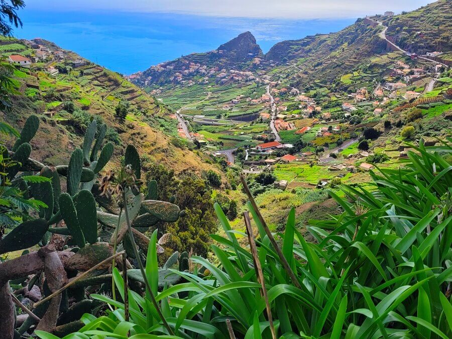Kakteen und Weinberge auf Madeira