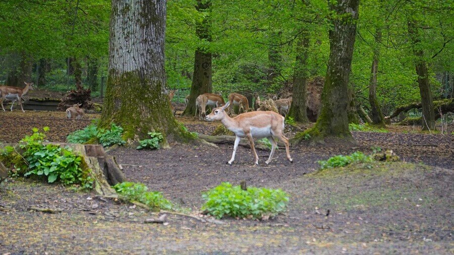 Tiere im Tierpark Oberwald in Karlsruhe