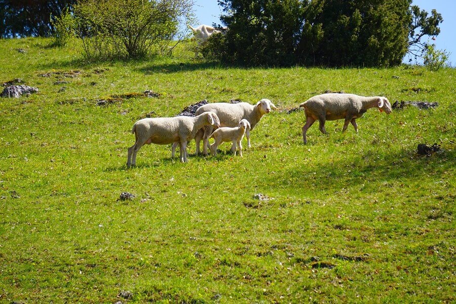 Mehrere Schafe blicken in die Kamera