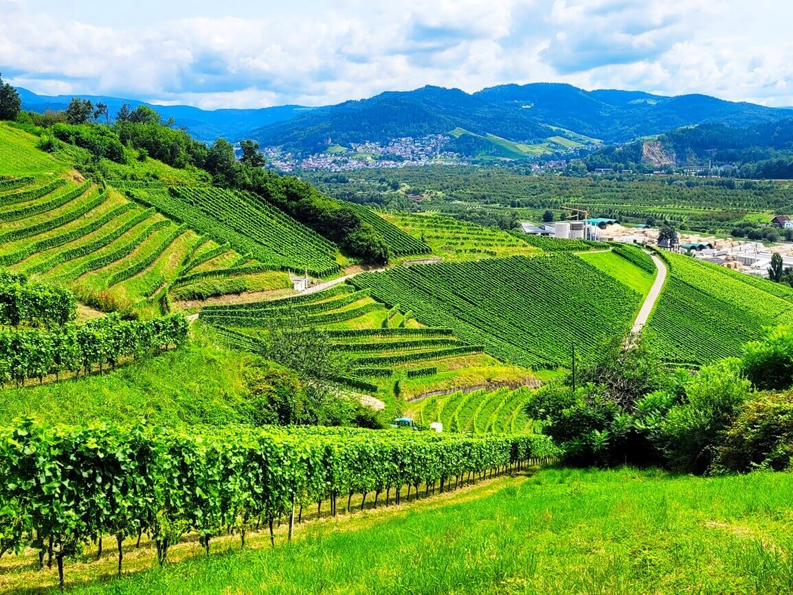 Weinberge und eine Waldlandschaft