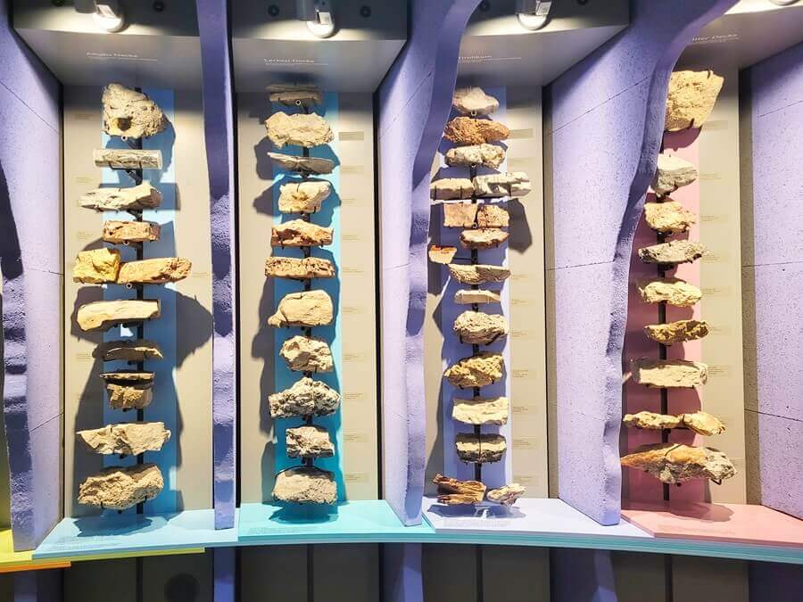 Naturkundliche Themen wie die regionalen geologischen Gegebenheiten werden im Museum ebenfalls angesprochen. Unterschiedliche Steinschichten