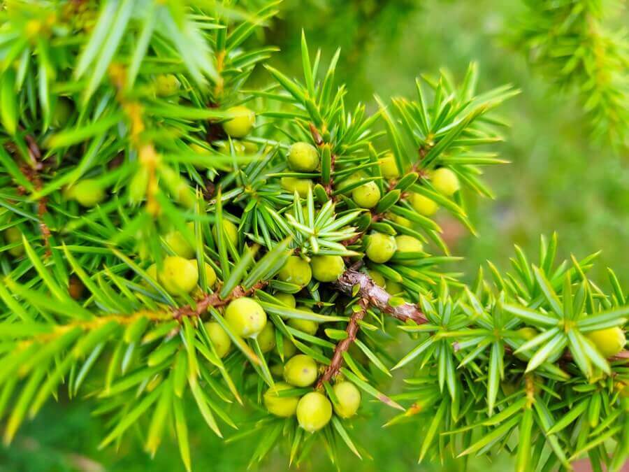 Hier wächst der Wacholder, der bevorzugt zu Schnäpsen und Gin verarbeitet wird. Wacholderbeeren