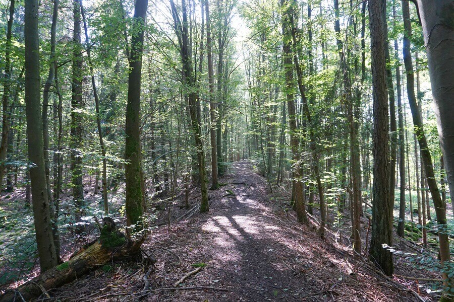 Auf den Spuren der Kelten: Wandern auf dem Keltenwall. Weg durch einen Wald