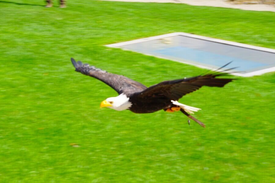 Kommt ein Adler geflogen.... Fliegender Adler