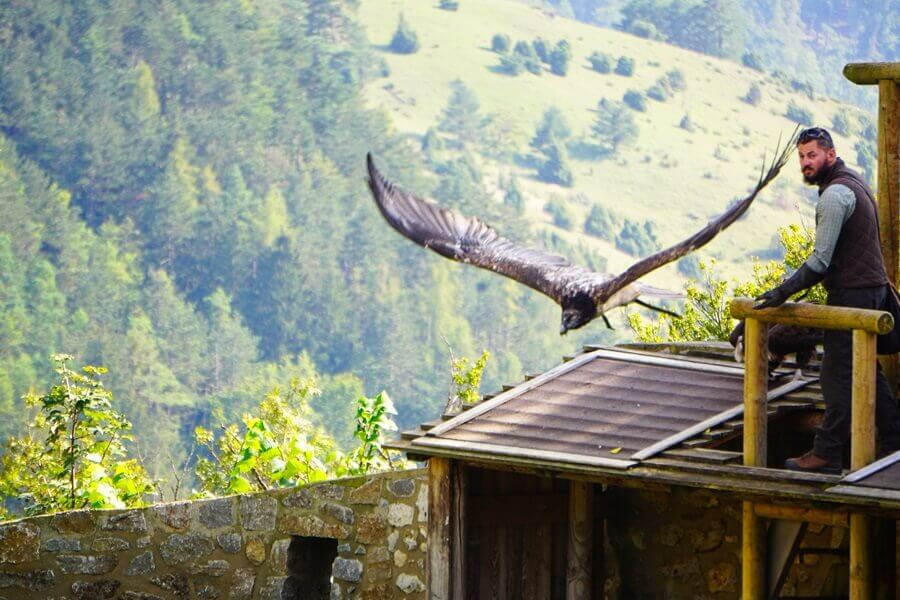 Über den Köpfen der Zuschauer fliegen die Greifvögel. Fliegender Vogel