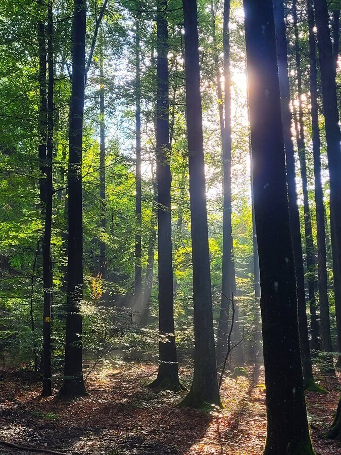 Wald