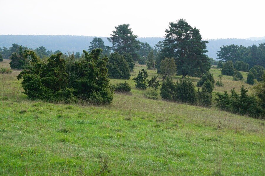 Wacholderheiden und Magerrasen. Wacholderheide
