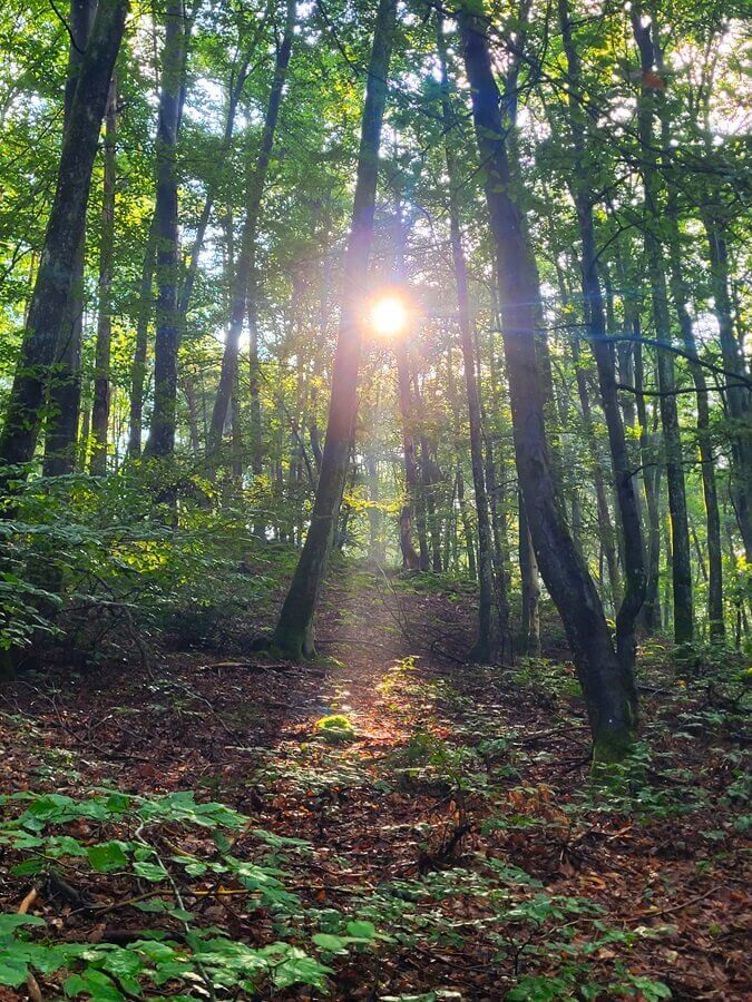 Lichteinfall in einem Wald