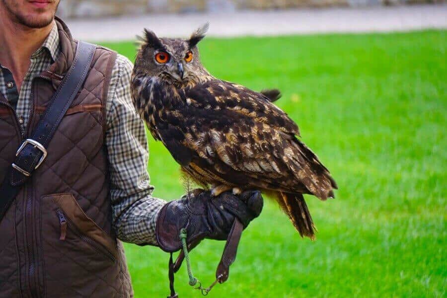 Die Greifvogel-Flugschau ist abwechlungsreich und informativ. Uhu auf der Hand eines Falkners