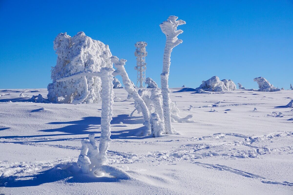 Karge Schneelandschaft mit wenigen Bäumen