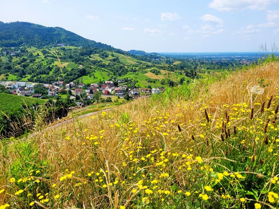 Auf der Bühler Runde wandern wir durch Streubobstwiesen und Weinberglandschaften mit fantastischen Aussichten!