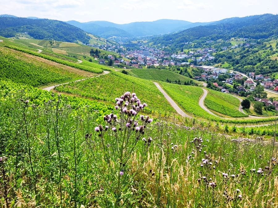 Rund um Bühl wandern: Wir werden nun begleitet von fantastischen Aussichten über die Weinberge.