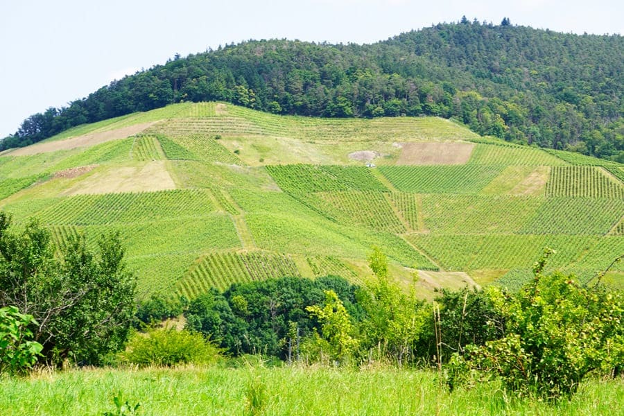Auch die Weinberge der Affentaler Winzergenossenschaft werden wir später noch durchwandern.