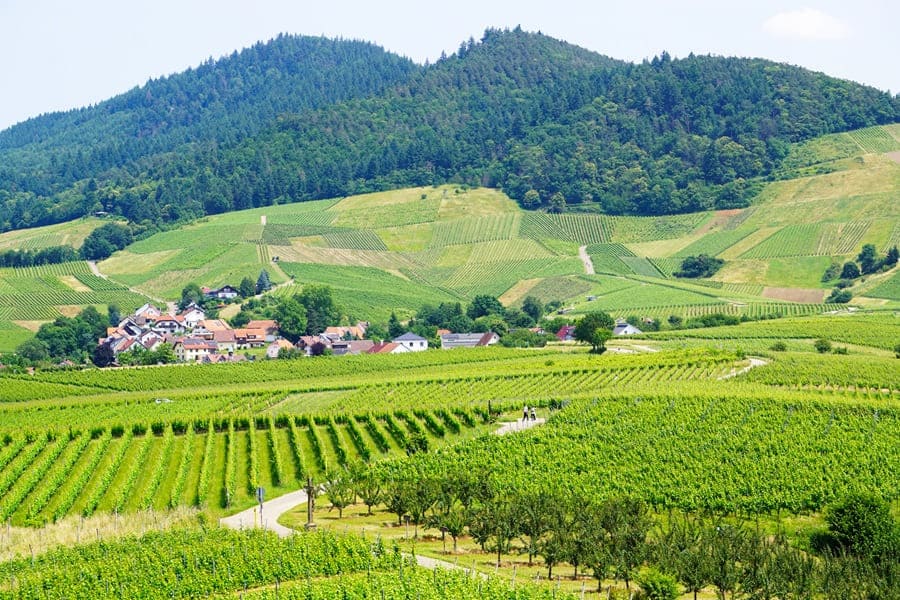 Und immer wieder diese tollen Aussichten auf die Weinberge Schwarzwald-Silhouette.