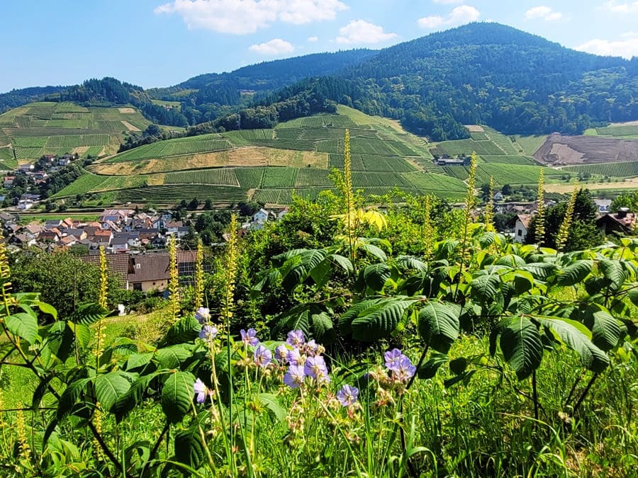Heute wandern wir auf dem Kappelrodecker Hexensteig im schönen Achertal.