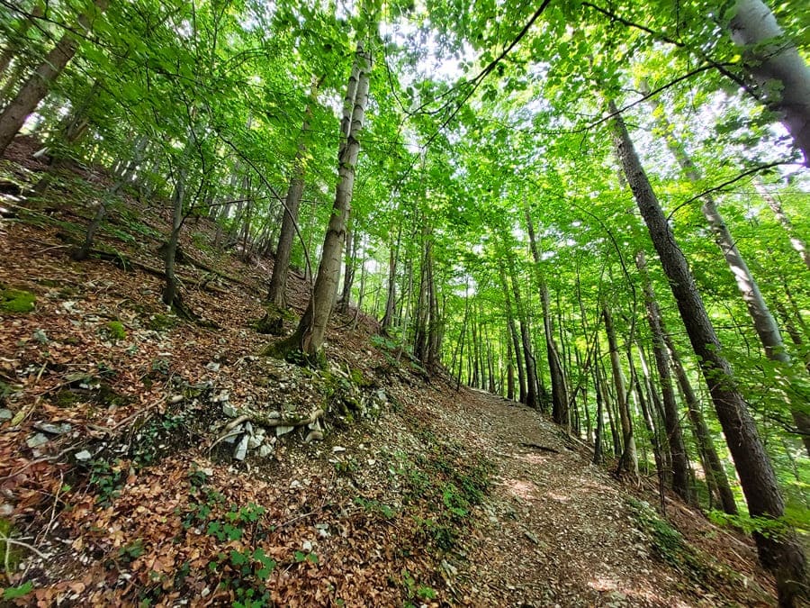 "hochgehkämpft": Diesen Namen trägt der Wanderweg, da es zum Roßberg-Gipfel steil bergauf geht.
