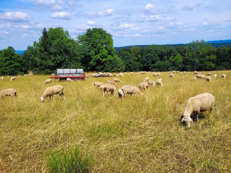 Typisch Schwäbische Alb: Schafe als Landschaftsgärtner.