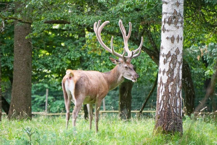 Rothirsch auf dem Wildgehege Eninger Weide.