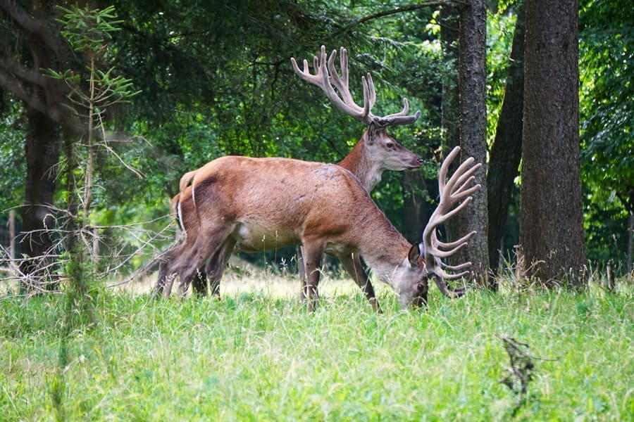 Hirsche im Wildgehege Eninger Weide.