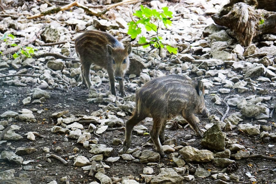 Wildschweinrotte im Wildgehege Eninger Weide.