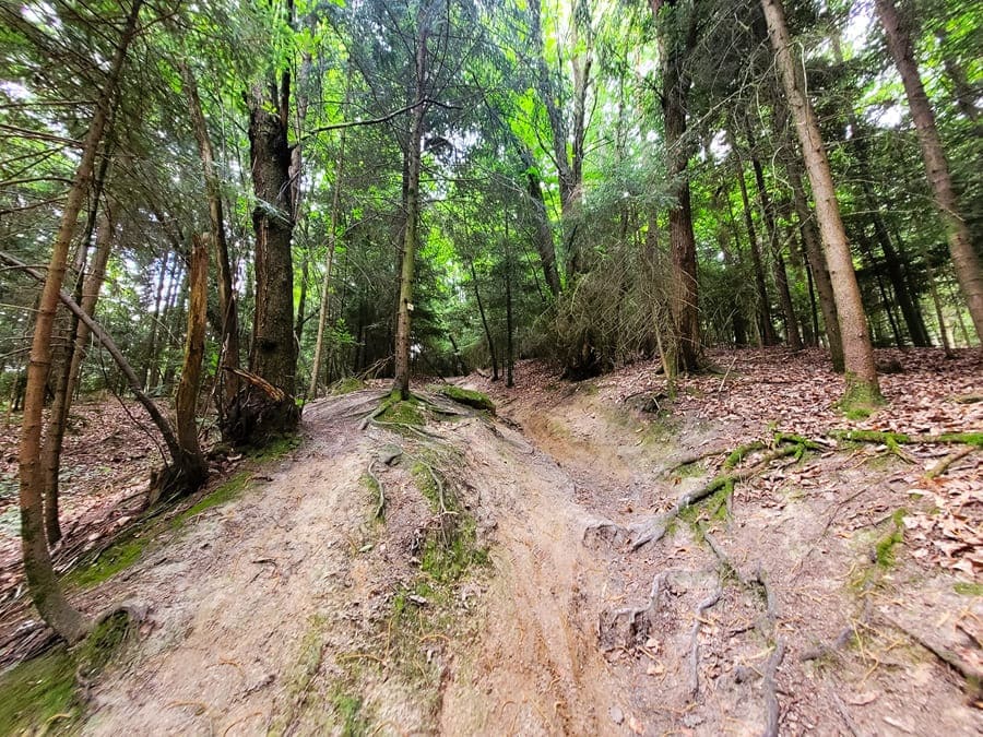 Weiter führt der Wanderweg nun durch ein schattiges Waldstück.