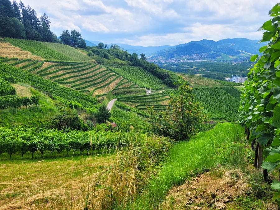 Blick auf die Weinberge von Kappelrodeck.