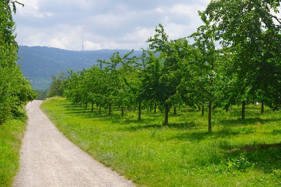 Blick über Streuobstwiesen auf die Hornisgrinde, dem höchsten Berg des Nördlichen Schwarzwaldes.