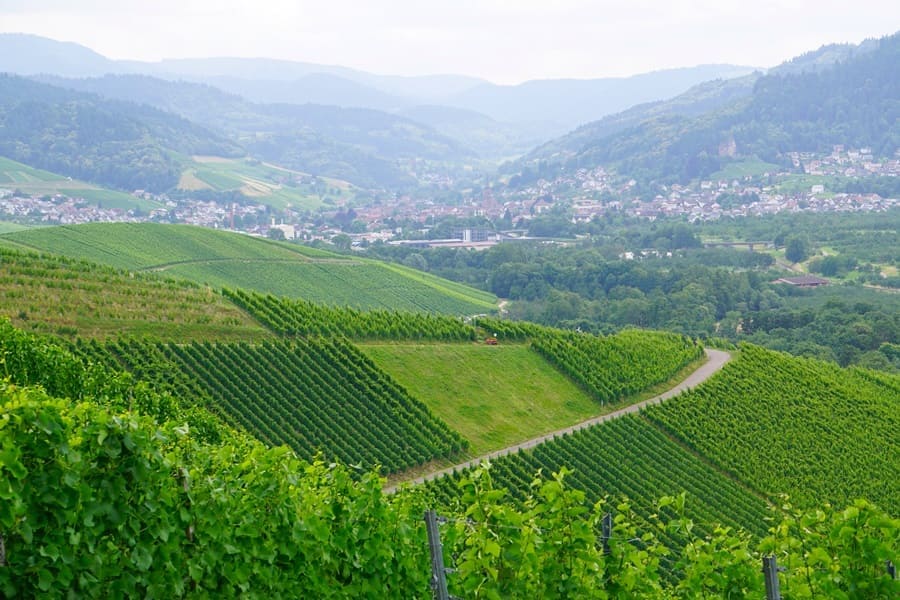 Blick über die Weinberge vom Bienenbuckel auf Kappelrodeck.