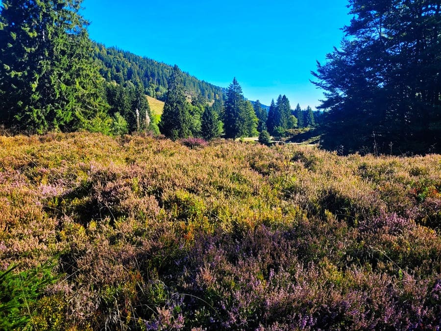 Heidelandschaft auf dem Weg zu den Menzenschwander Wasserfällen.