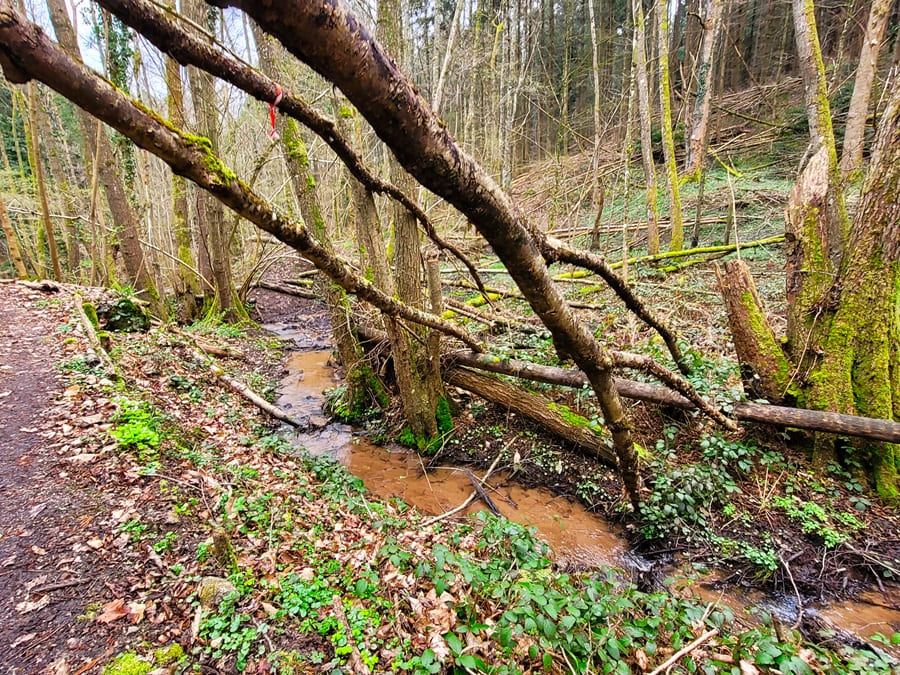 Von der Hohkönigsburg wandern wir wieder zurück nach Saint-Hippolyte.
