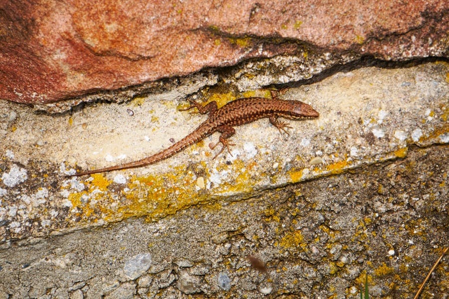 Wir wandern offenbar nicht allein die Burg Hohkönigsburg hinauf.