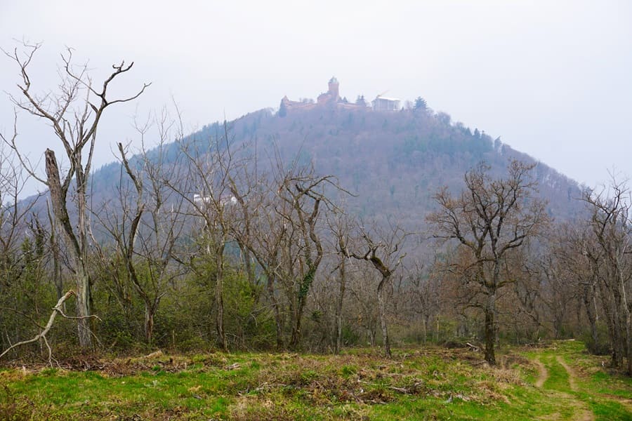 Blick zurück auf die Hohkönigsburg.