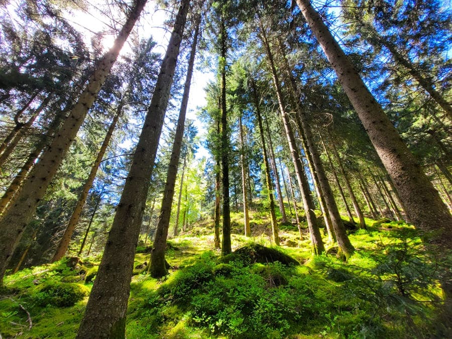Heute wandern wir auf dem Schwarzwälder Genießerpfad Bosensteiner Almpfad.