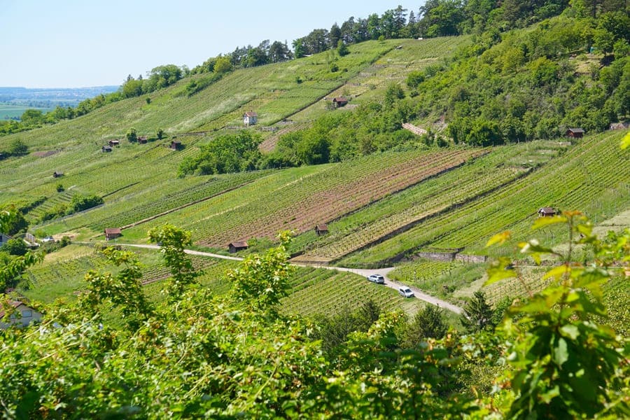 Der Weinanbau in Unterjesingen hat seit Jahrhunderten Tradition.