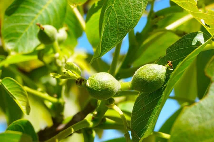Über 40.000 Obstbäume wachsen am Früchtetrauf!