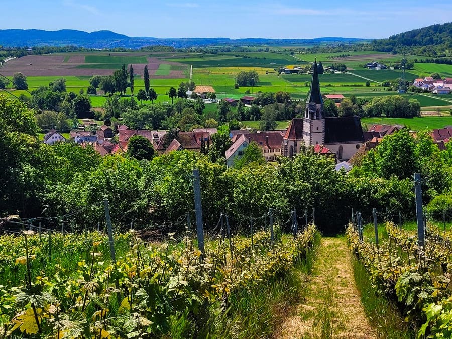 Toller Ausblick über die Weinberge in die Ferne.