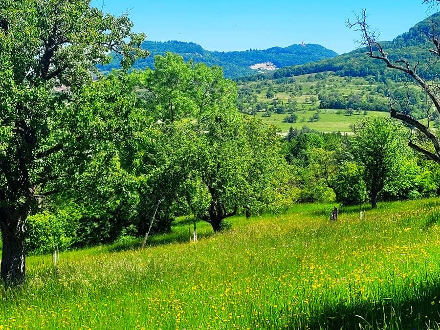 Blick auf den Roßberg mitsamt Aussichtsturm und Wanderheim.