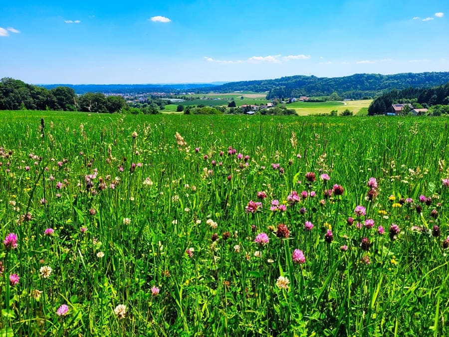 Auf dem Weg zum Hagbergturm wandern wir an aussichtsreichen Feld- und Wiesenwegen entlang.