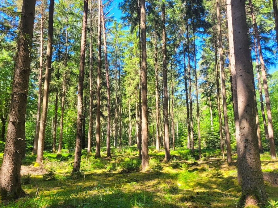 Der Virngrund ist bekannt für seine Waldlandschaft.