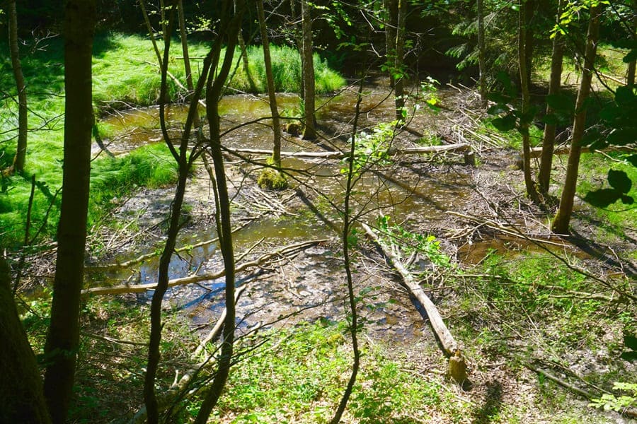 Virngrunder Wälder: Hier fühlt sich der Biber wohl.