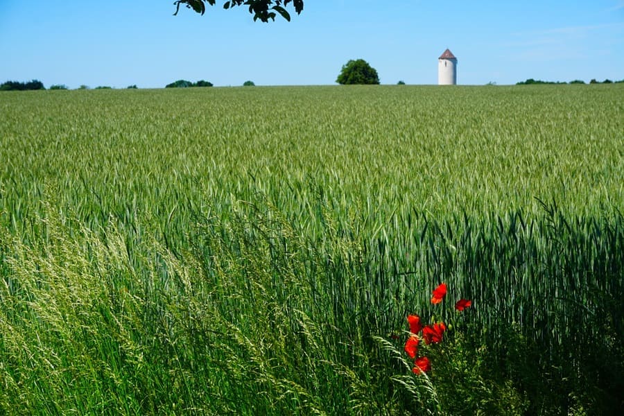 Nun wandern wir an Feldern und Wiesen entlang zurück nach Ellwangen.